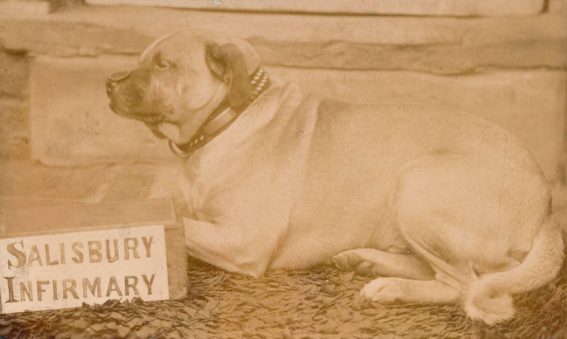 Dog with collecting tin and coin balanced on its nose