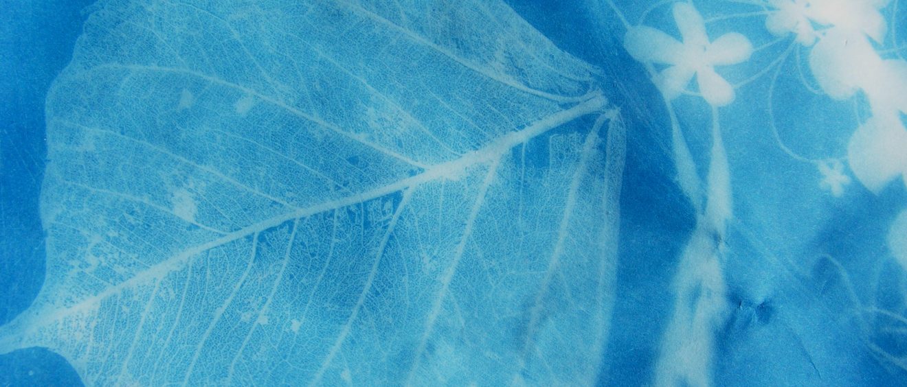 sun print close up of leaf shape