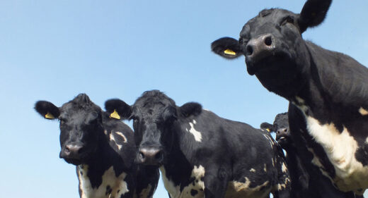 Photograph of a group of cows