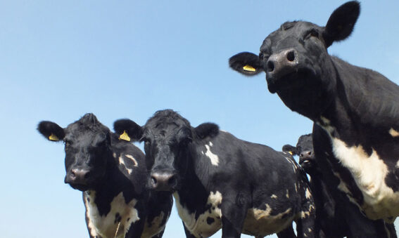 Photograph of a group of cows