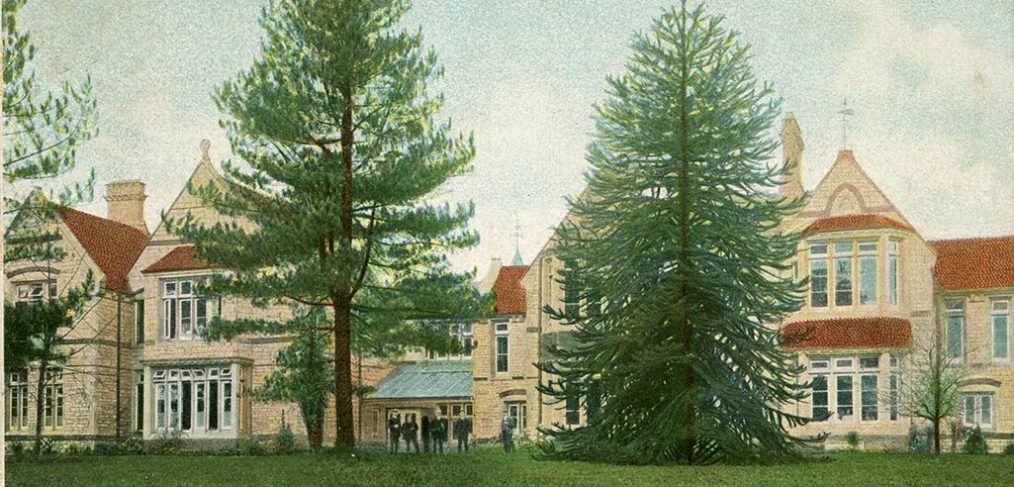 Two tall tress stand in front of the building