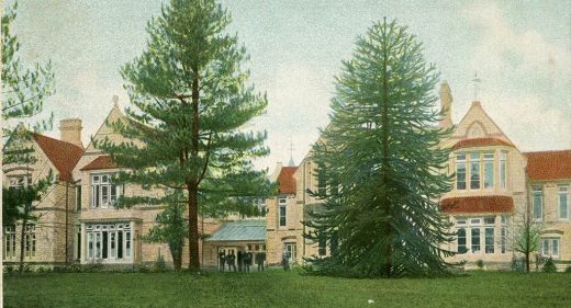 Two tall tress stand in front of the building