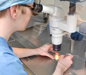 staff in mask and gown looking down large microscope at dish, holding pipette